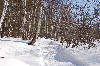 Зимние пейзажи. Природа Западной Сибири