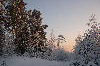 Зимние пейзажи. Природа Западной Сибири