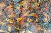 Прошлогодняя листва под талыми водами, зимовавшая в мерзлоте