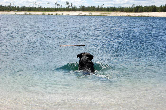 Фото ротвейлера Жардана. На Голубом озере