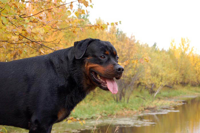 Фото ротвейлера Жардана. Осенние зарисовки 2008