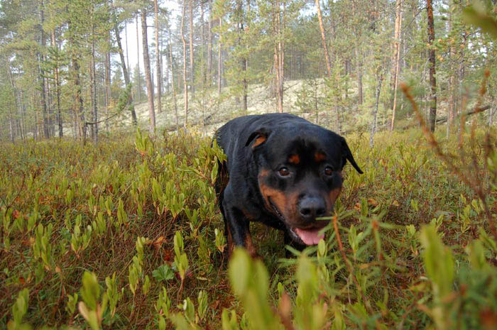 Фото ротвейлера Жардана. Осенние зарисовки 2008