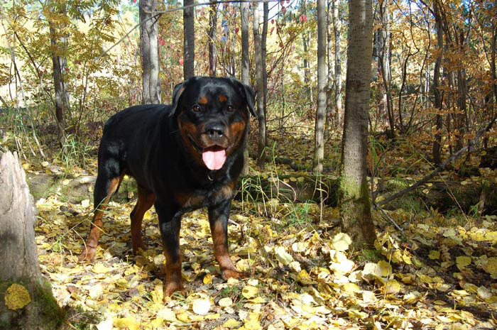 Фото ротвейлера Жардана. Осенние зарисовки 2008