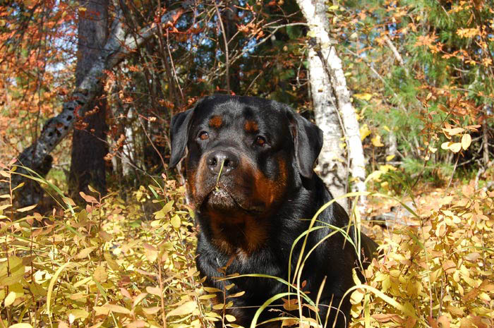 Фото ротвейлера Жардана. Осенние зарисовки 2008