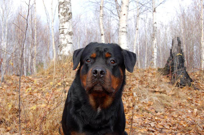 Фото ротвейлера Жардана. Осенние зарисовки 2008