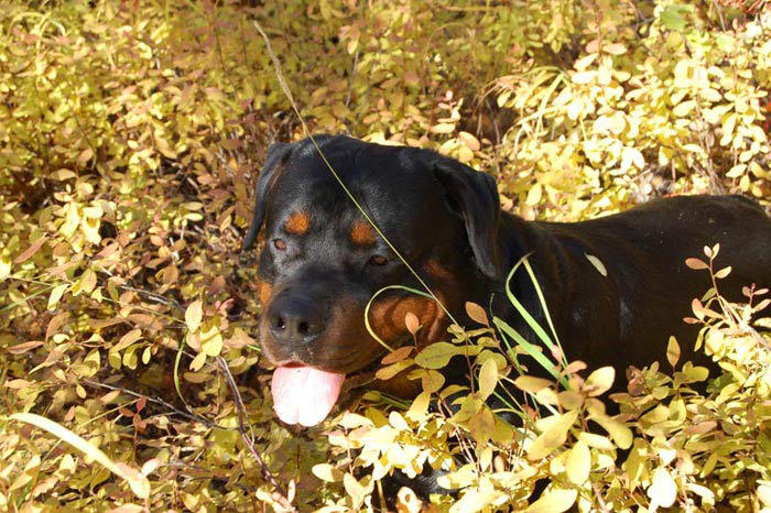 Фото ротвейлера Жардана. Осенние зарисовки 2008