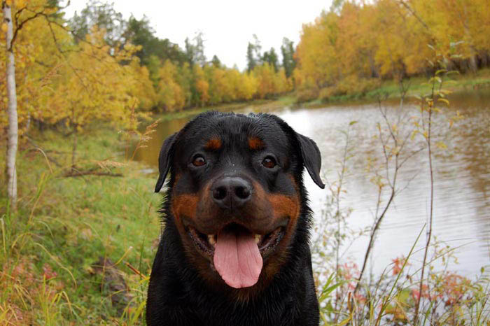 Фото ротвейлера Жардана. Осенние зарисовки 2008