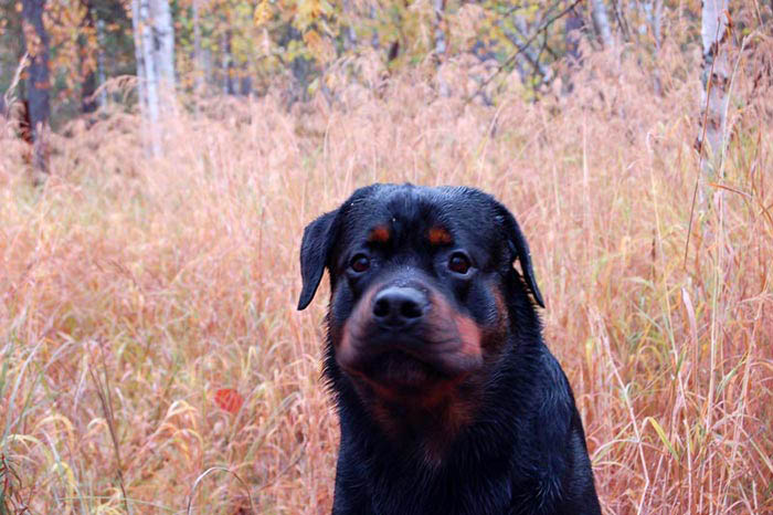 Фото ротвейлера Жардана. Осенние зарисовки 2008