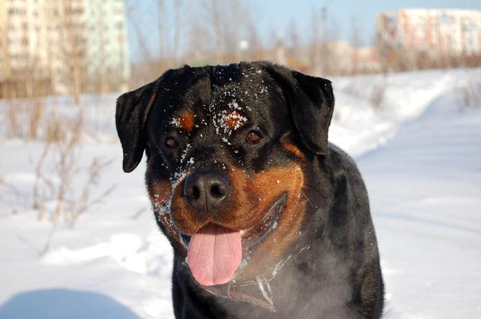 Фото ротвейлера Жардана. Зима 2009