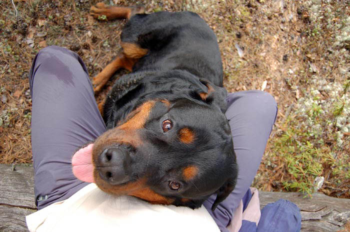 Фото ротвейлера Жардана. Лето в тайге 2009