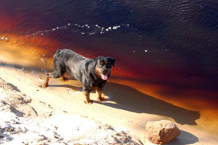 Фото ротвейлера Жардана. Лето в тайге 2009