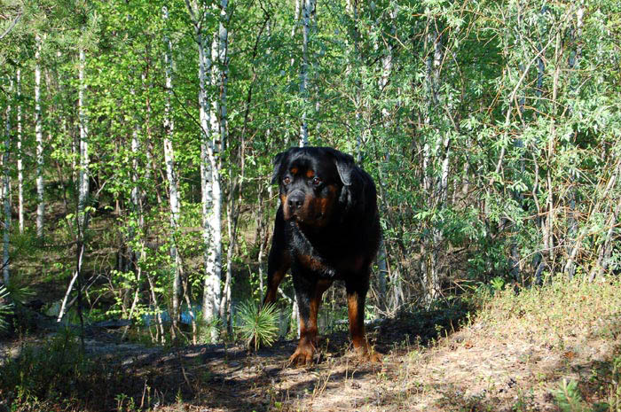 Фото ротвейлера Жардана. Лето в тайге 2009