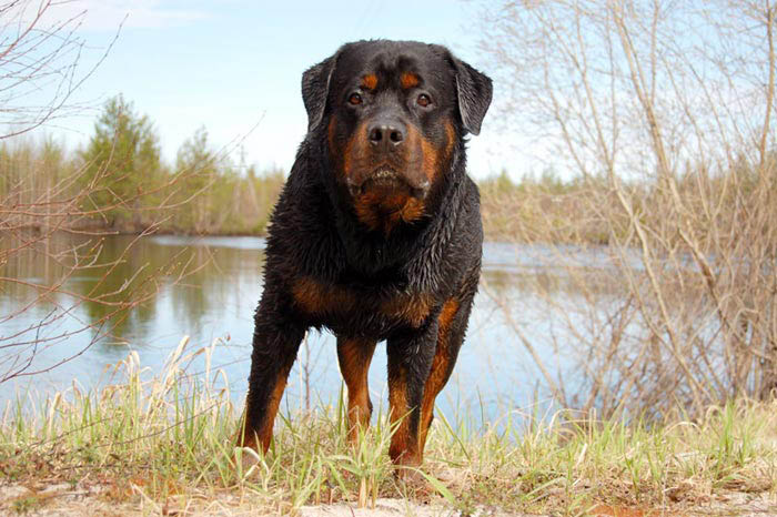 Фото ротвейлера Жардана. Лето в тайге 2009