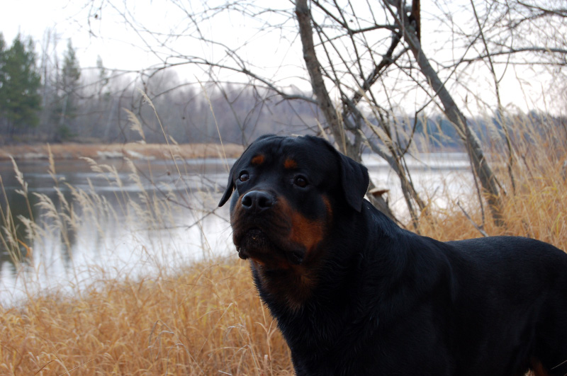 Осень в Западной Сибири. Фото.