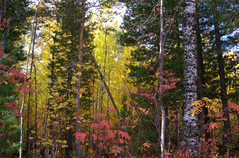 Осень в Западной Сибири. Фото.