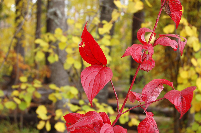 Осень в Западной Сибири. Фото.