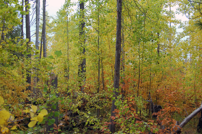Осень в Западной Сибири. Фото.