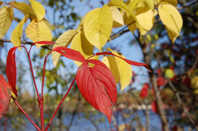 Осень в Западной Сибири. Фото.