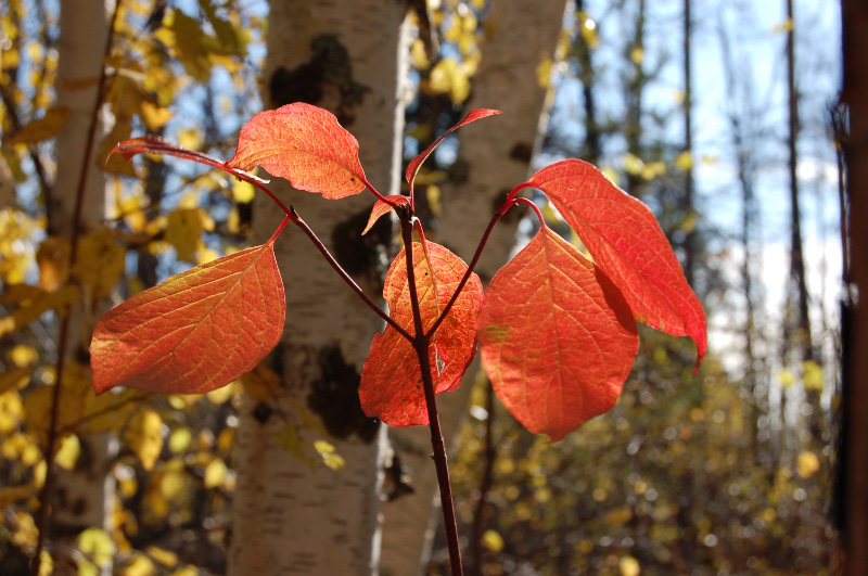 Осень в Западной Сибири. Фото.