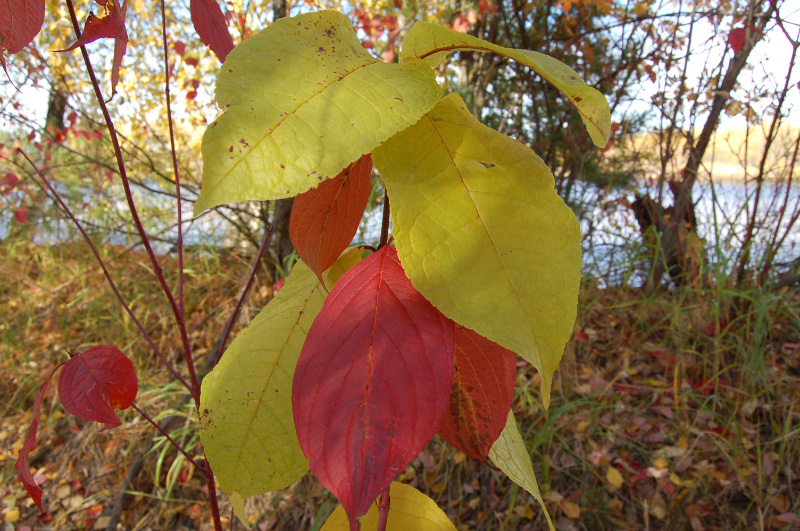 Осень в Западной Сибири. Фото.