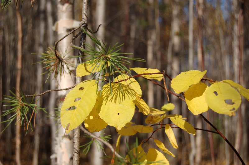 Осень в Западной Сибири. Фото.