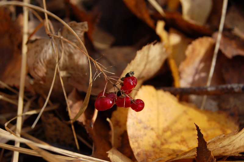 Осень в Западной Сибири. Фото.