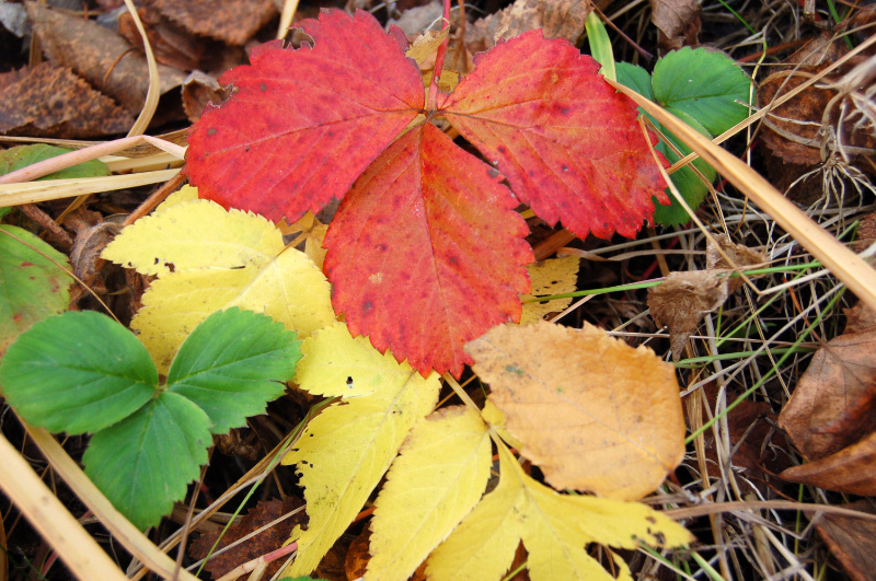 Осень в Западной Сибири. Фото.