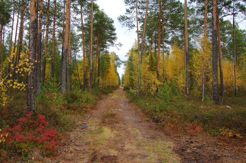 Осень в Западной Сибири. Фото.