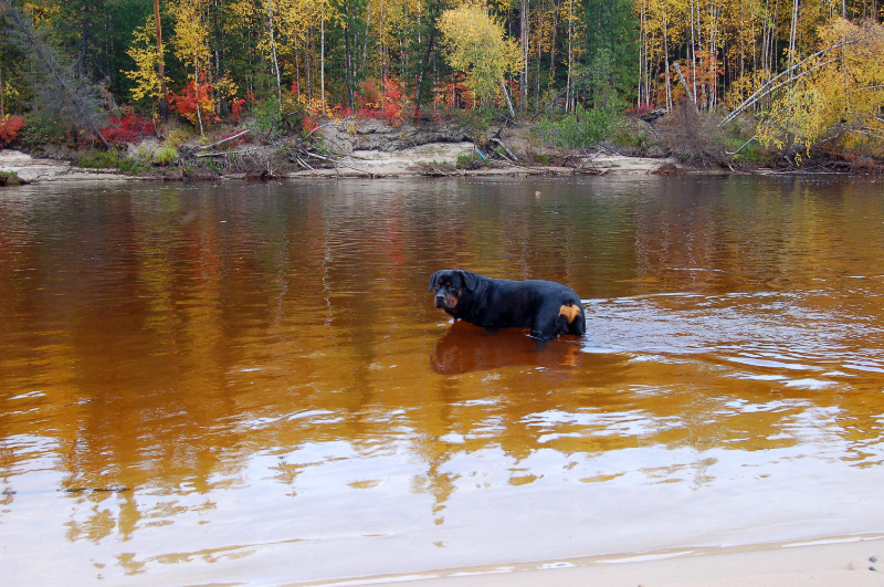 Осень в Западной Сибири. Фото.