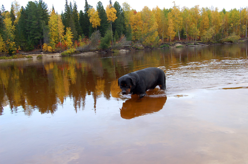 Осень в Западной Сибири. Фото.