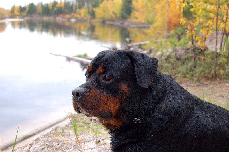 Осень в Западной Сибири. Фото.