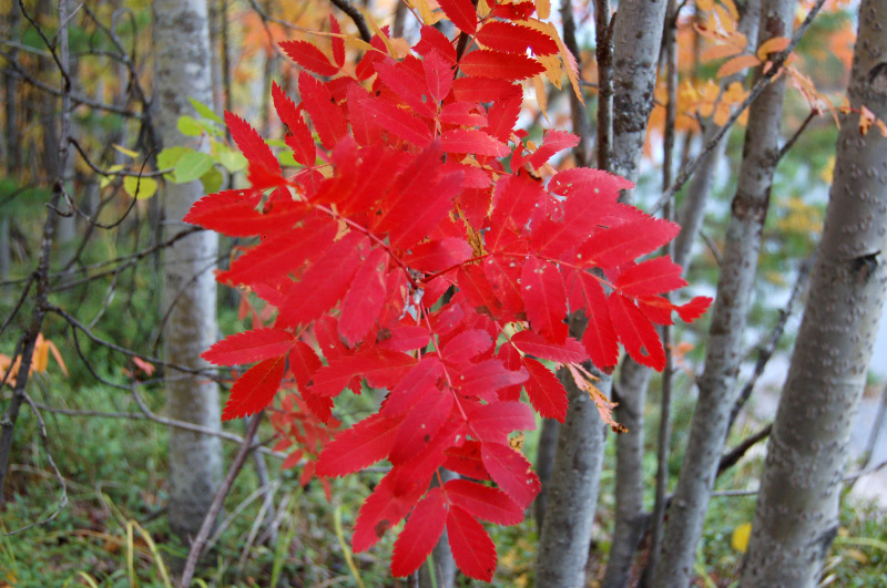 Осень в Западной Сибири. Фото.