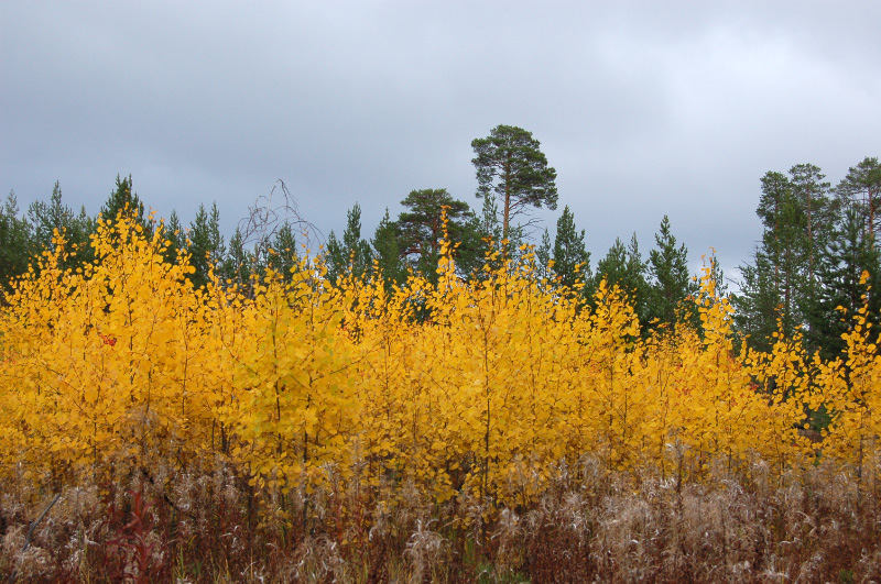 Осень в Западной Сибири. Фото.