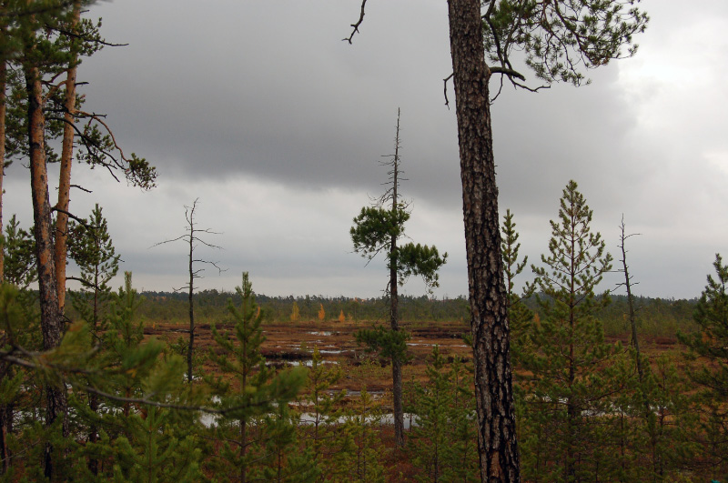 Осень в Западной Сибири. Фото.