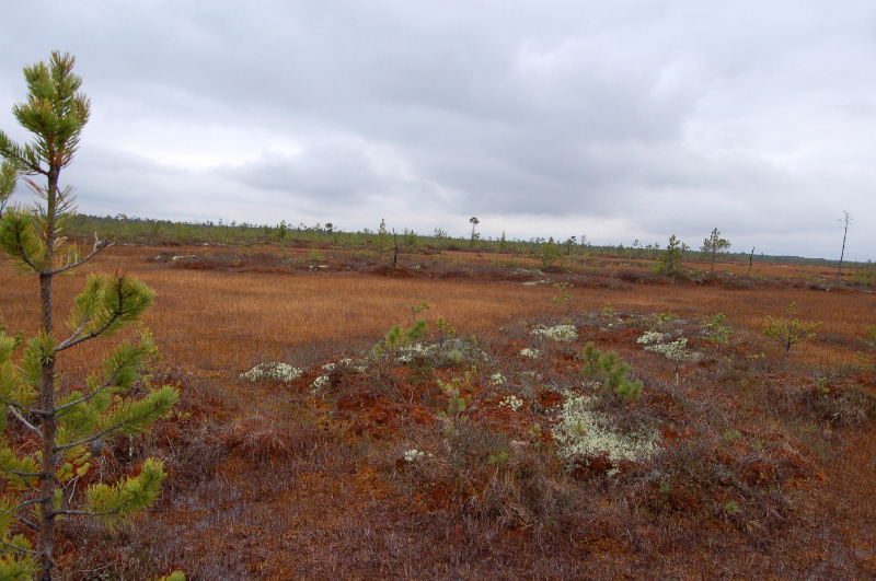 Осень в Западной Сибири. Фото.