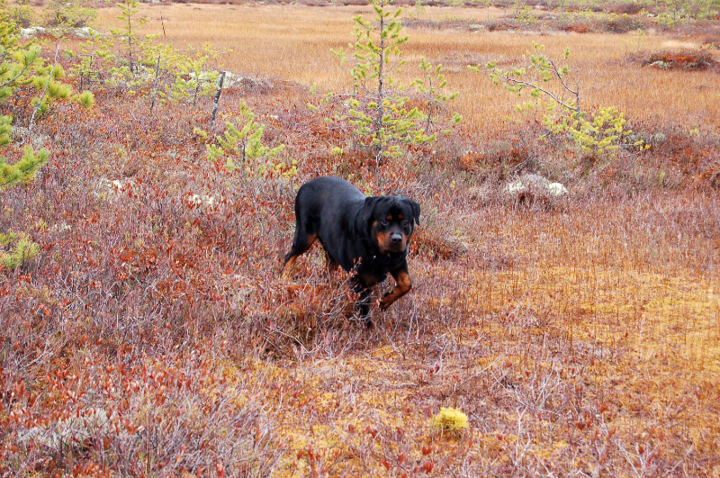 Осень в Западной Сибири. Фото.