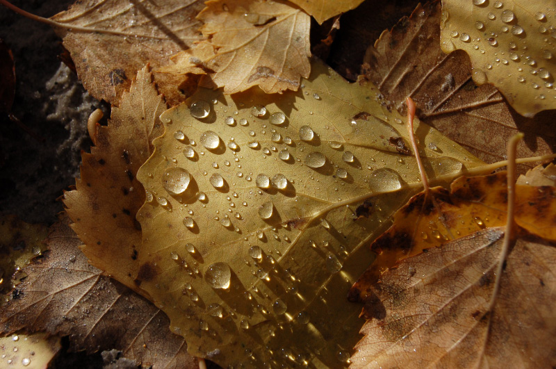 Осень в Западной Сибири. Фото.