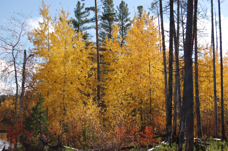 Осень в Западной Сибири. Фото.