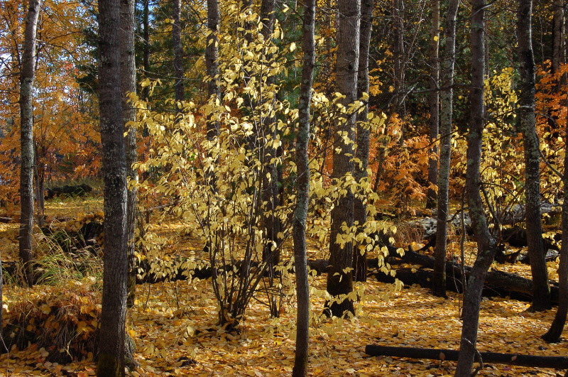 Осень в Западной Сибири. Фото.
