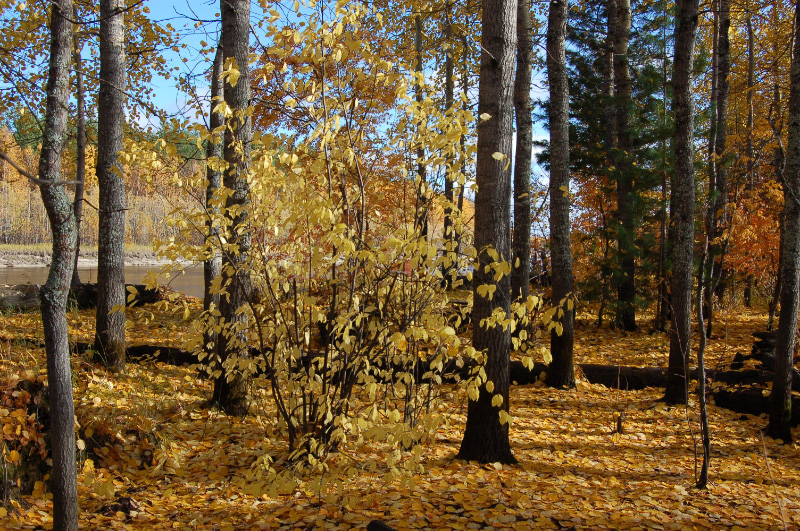 Осень в Западной Сибири. Фото.