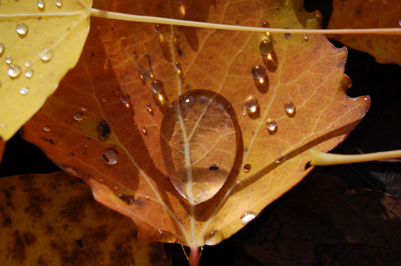 Осень в Западной Сибири. Фото.
