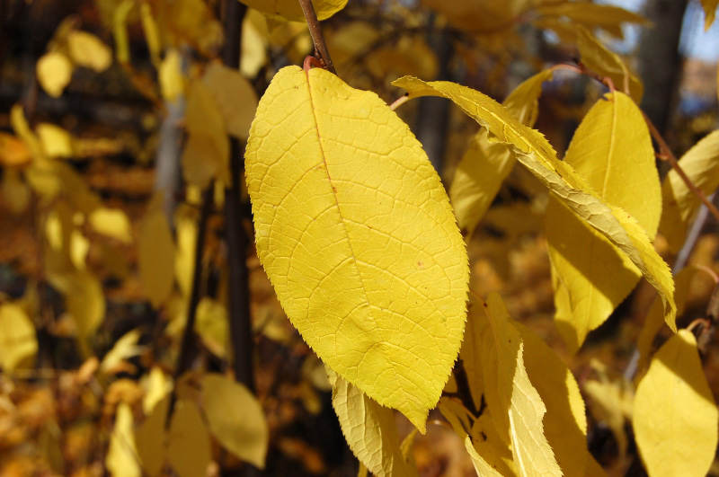 Осень в Западной Сибири. Фото.