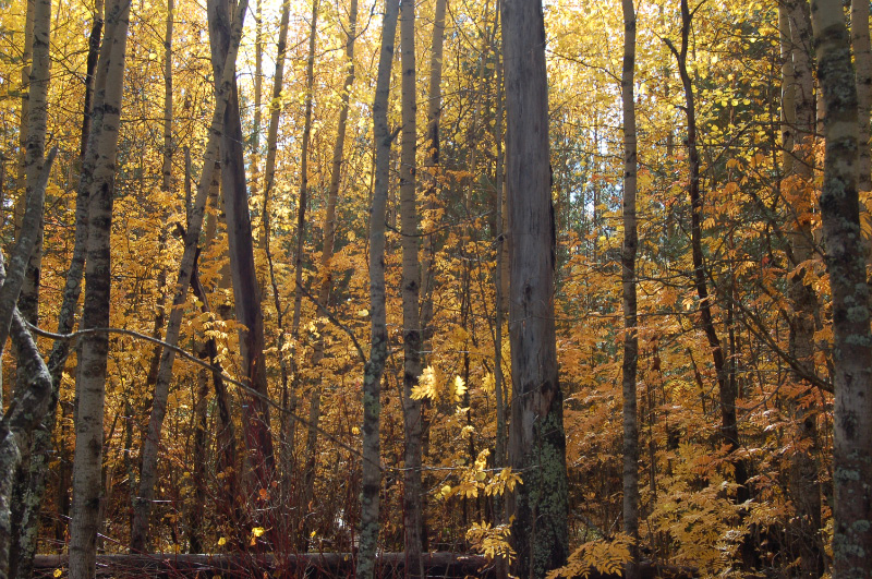 Осень в Западной Сибири. Фото.