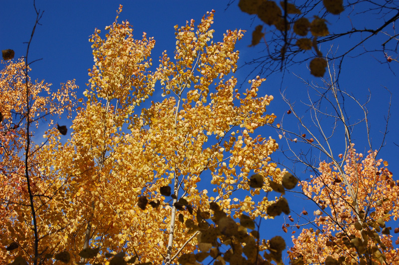 Осень в Западной Сибири. Фото.