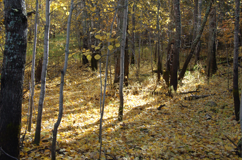 Осень в Западной Сибири. Фото.