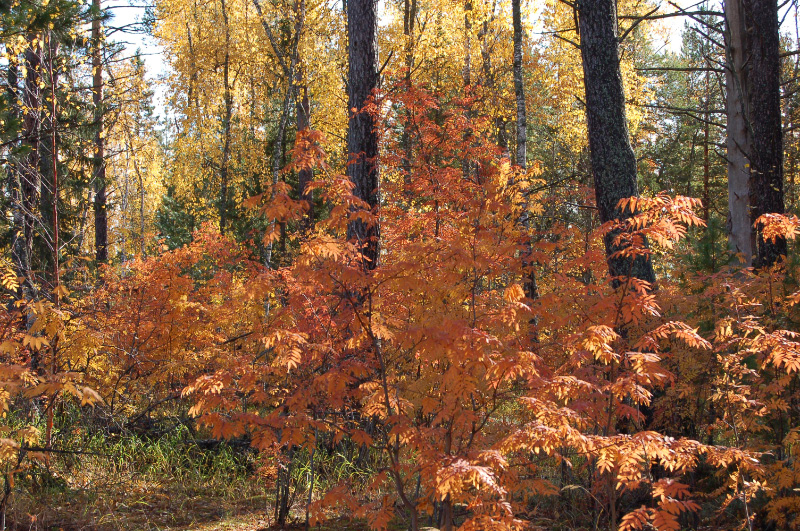 Осень в Западной Сибири. Фото.
