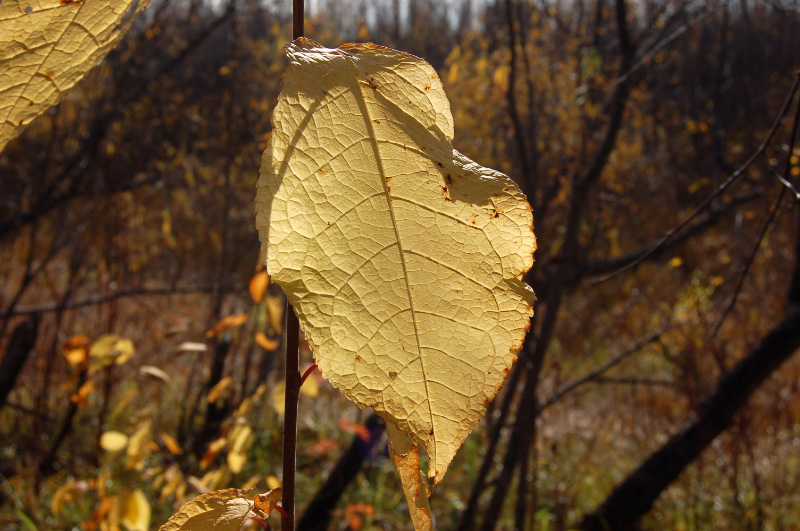 Осень в Западной Сибири. Фото.