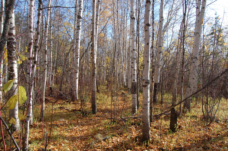 Осень в Западной Сибири. Фото.