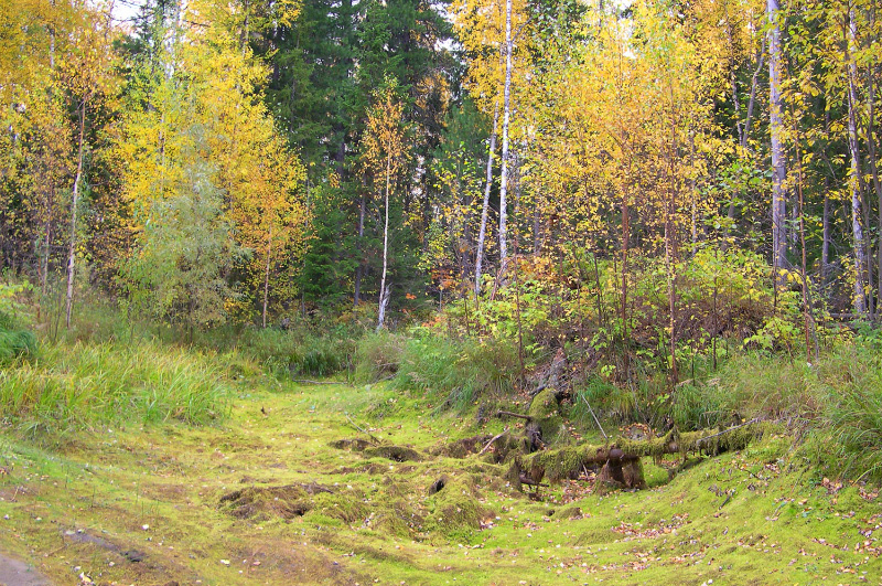Осень в Западной Сибири. Фото.