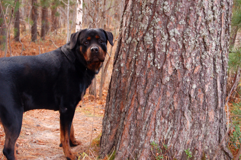 Осень в Западной Сибири. Фото.